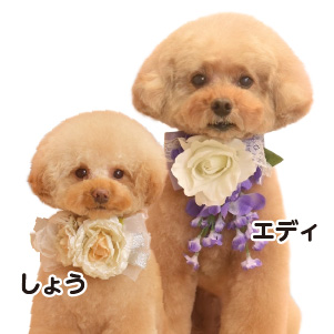社員犬エディとしょう（癒やしのエディとしょう）