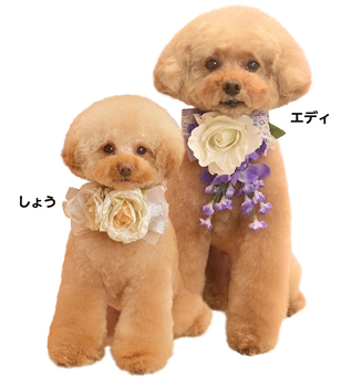 癒しのエディとしょう